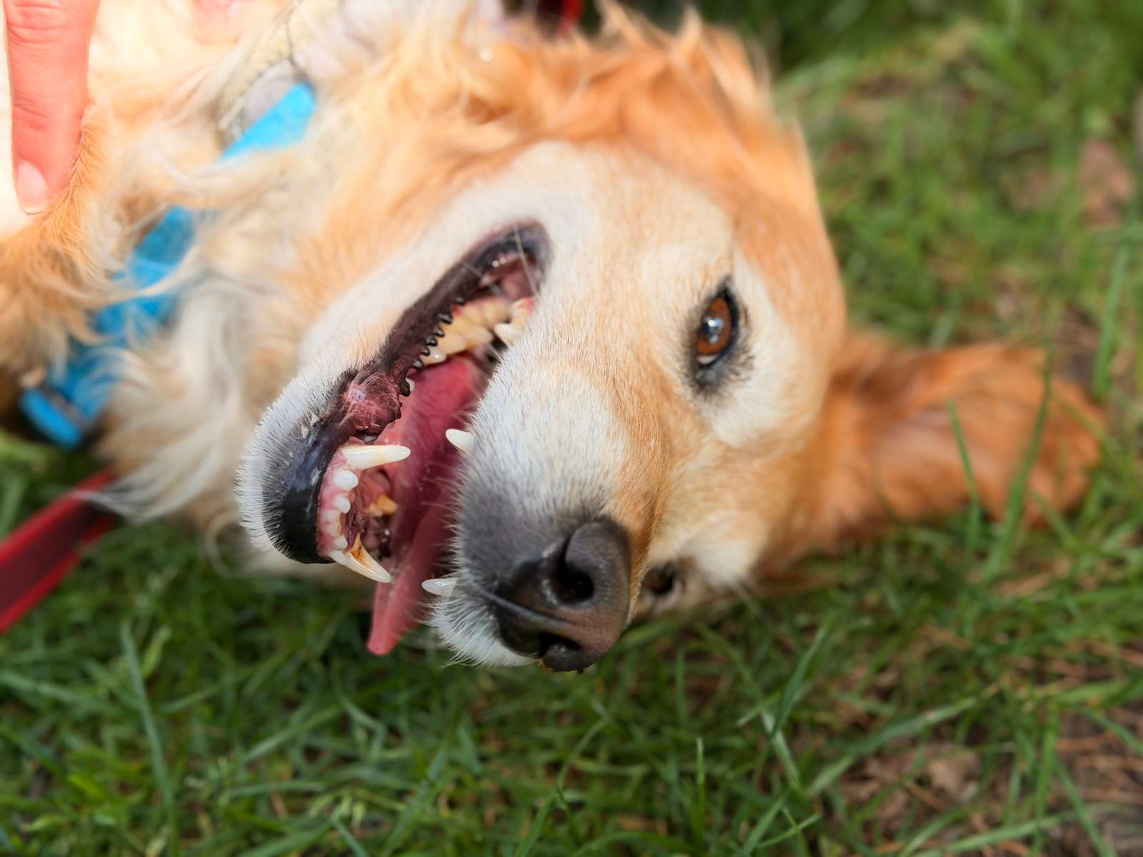 Sunny, la perrita embajadora de Guaumigo, tumbada feliz en la hierba